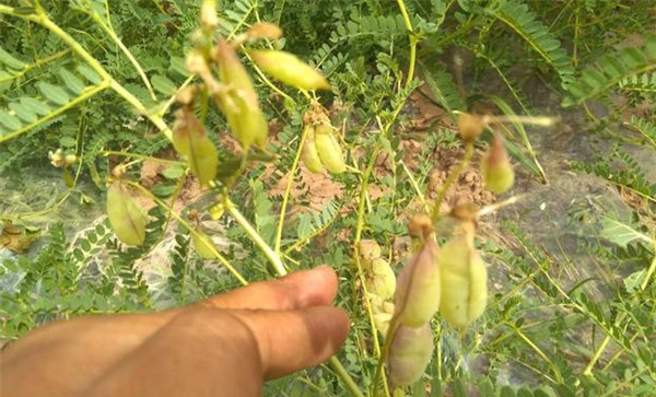黄芪种植前种子的三种处理方式