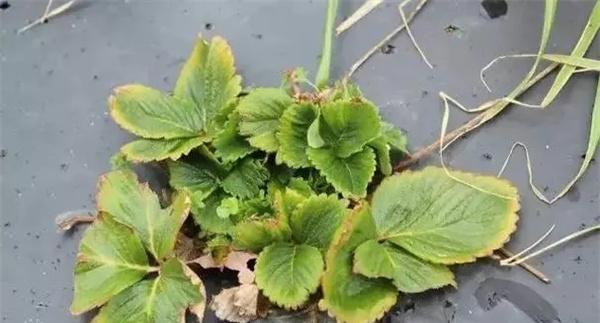 草莓病毒病的种类和症状
