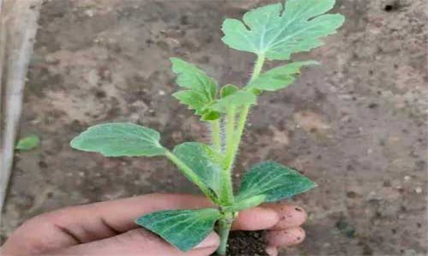 能否用南瓜苗作砧木来嫁接西瓜