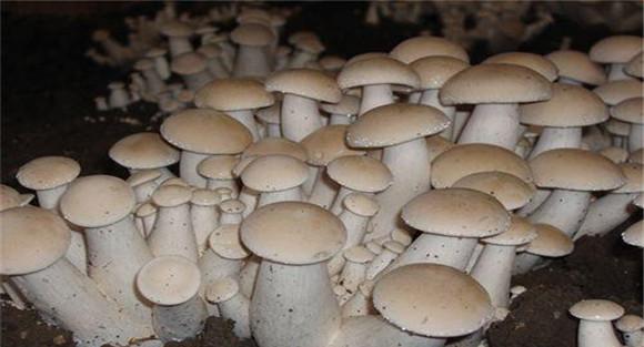 福菇肽有哪些作用，怎样施用
