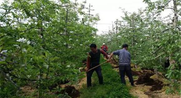 苹果基肥的种类和施肥量