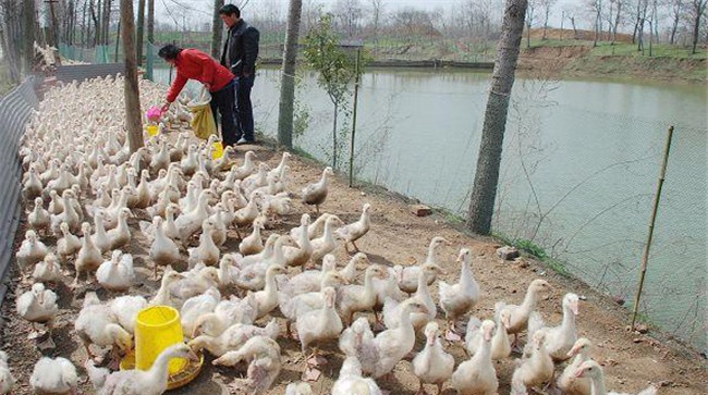 肉鹅养殖前景广阔