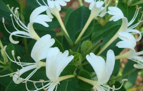 金银花