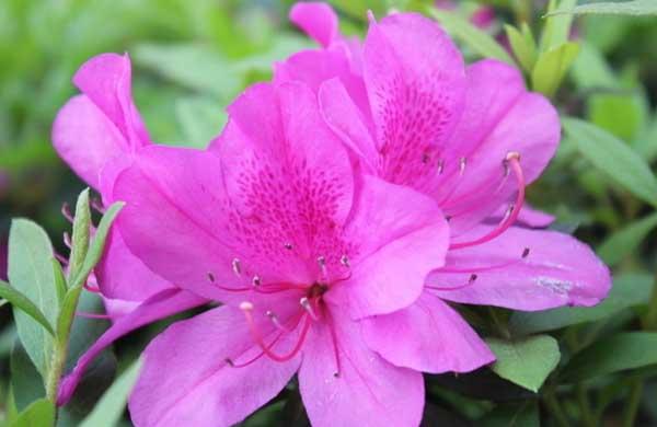 杜鹃花养殖方法