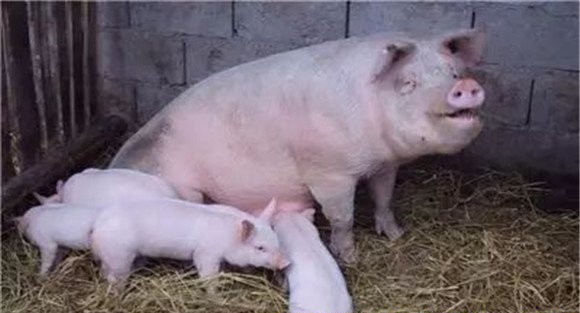 母猪采食量下降的常见原因