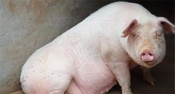 母猪采食量下降怎么办