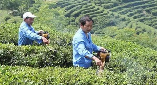 如何对壮年期茶树进行修剪