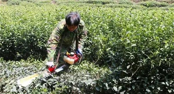 如何对衰老期茶树进行修剪