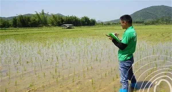 水稻出苗后怎样肥管水