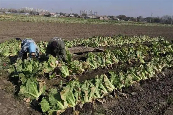大白菜田土壤板结是什么原因