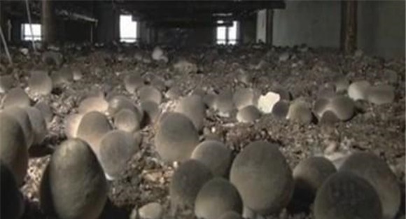 草菇接种技术要点