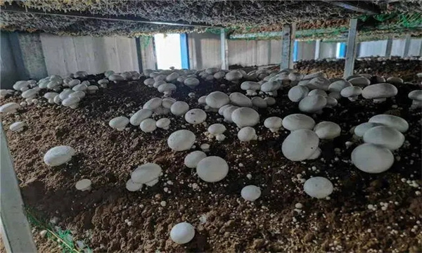 双孢菇栽培料常用配方