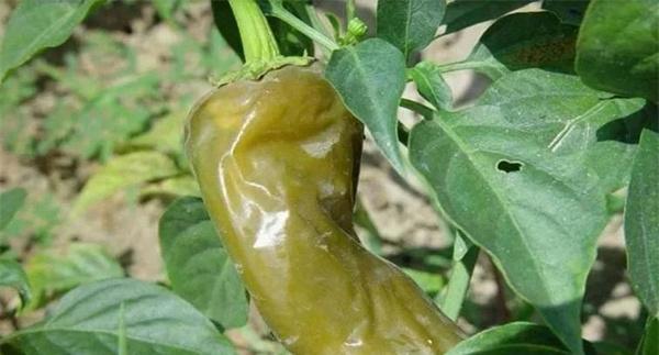 辣椒软腐病症状及防治措施