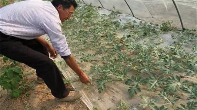 西瓜整枝的基本方式及方法