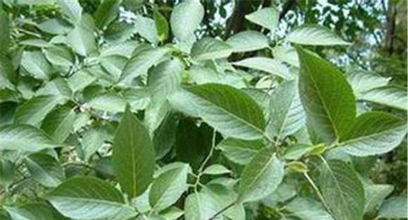 杜仲种植过程存在的问题分析