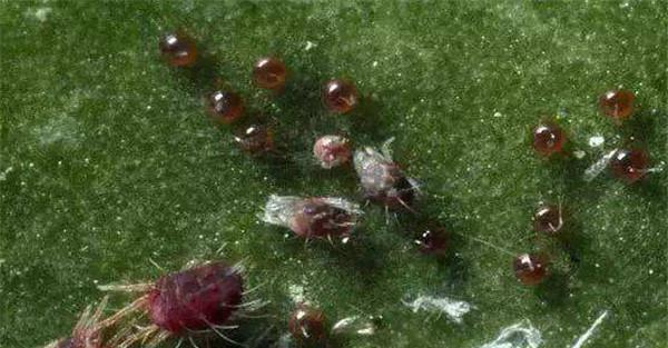 苹果全爪螨为害症状