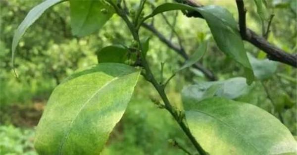 苹果全爪螨药剂防治