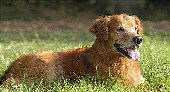 犬的调教方法