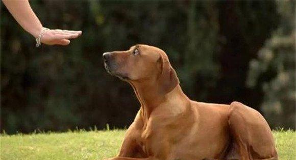 调教犬的注意事项