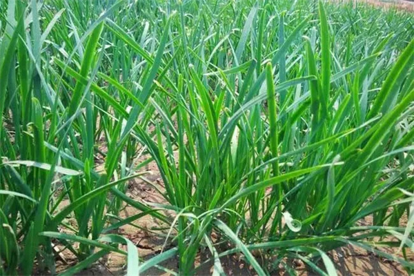 夏季管理