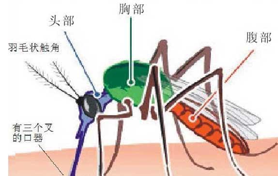 鲤鱼饲养方法