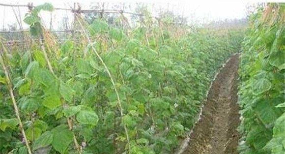 菜豆根腐病的病原是什么