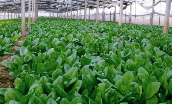 春季三月份可以种植什么蔬菜瓜果