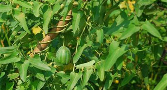 马兜铃种植方法