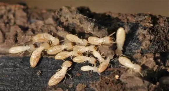 白蚁是益虫还是害虫