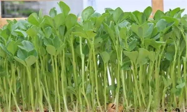 豆类芽苗菜生产常见问题解决方法