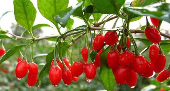 枸杞子种植技术