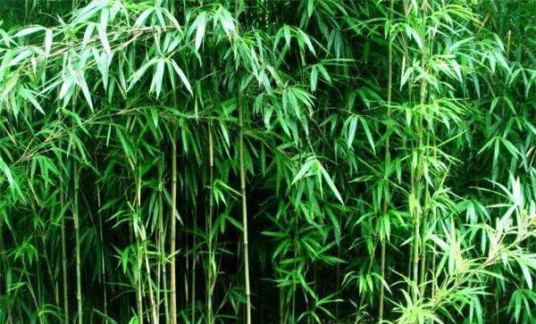 茶秆竹的形态特征及主要用途