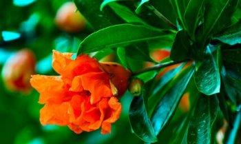 花卉的功效与作用