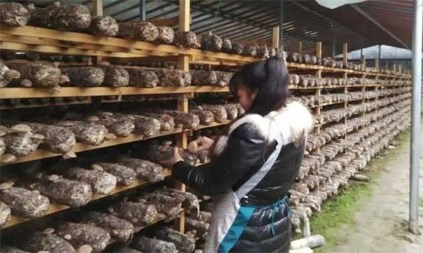 什么是香菇不脱袋层架式栽培技术