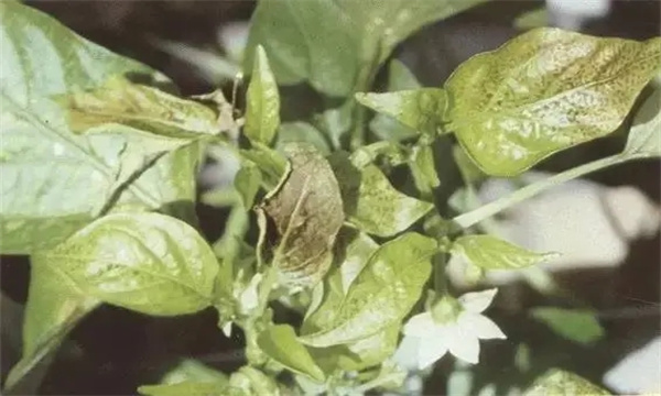马铃薯植株缺锰怎样补救