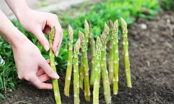 芦笋怎样确定不同笋龄的采收持续期