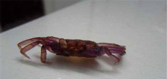 河蟹脱壳的规律