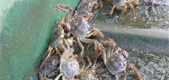 河蟹脱壳期的管理要点