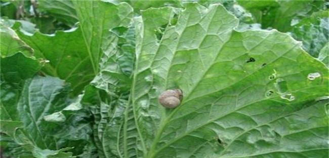 白菜上有蜗牛打什么药