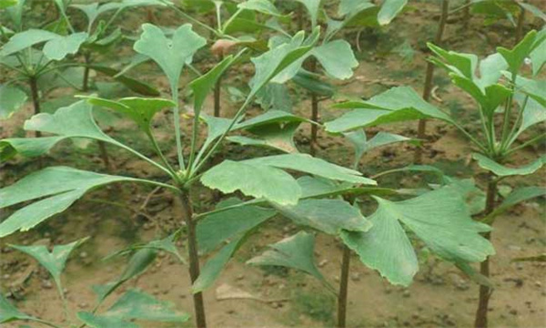 银杏树的繁殖方式与方法有哪几种