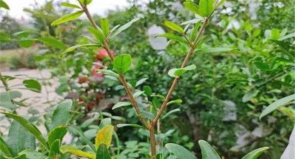 石榴花芽分化的特点与发育规律简介