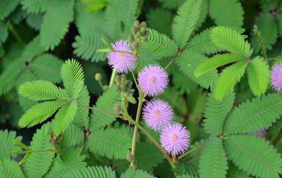 含羞草养殖方法