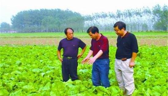 大白菜的管理