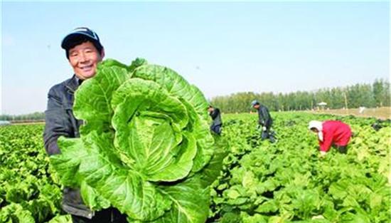 大白菜的收获