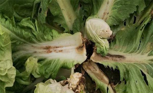 大白菜软腐病为害症状
