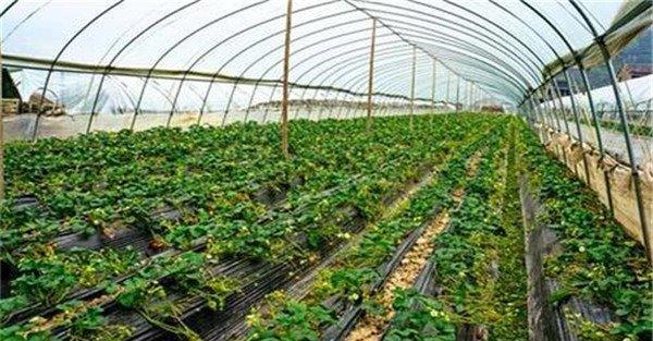 大棚湿度大怎么处理、如何除湿