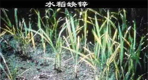 水稻缺锌会导致僵苗，水稻缺锌怎么办