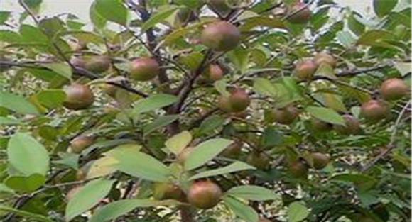 油茶高产栽培