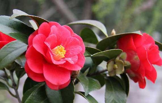 花卉的养殖方法