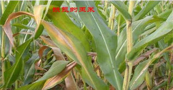 玉米缺氮的症状